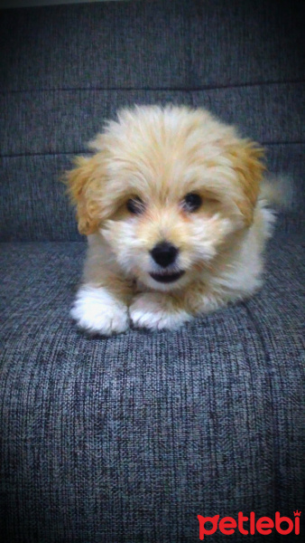 Maltese, Köpek  Paşa fotoğrafı