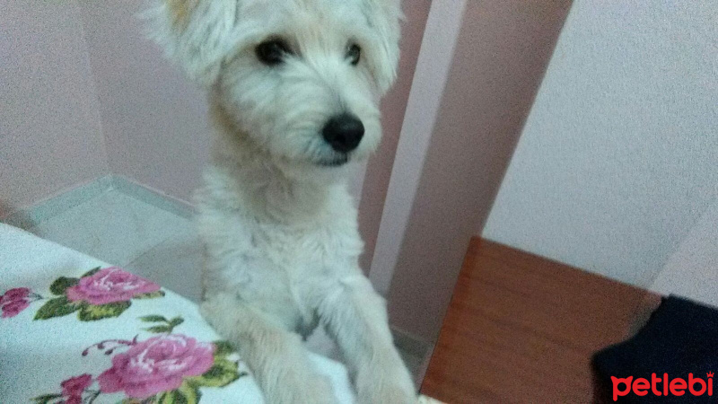 Maltese, Köpek  Paşa fotoğrafı