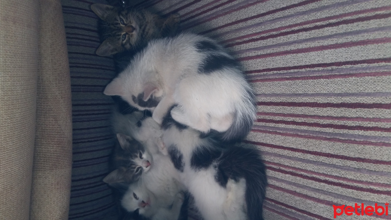 Cymric, Kedi  İsimsizler fotoğrafı