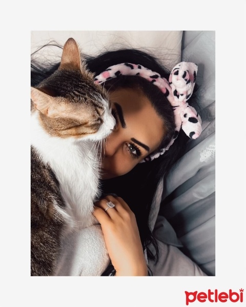 Tekir Kedi, Kedi  Pamuk fotoğrafı