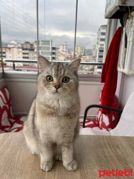 British Shorthair, Kedi  Latte fotoğrafı