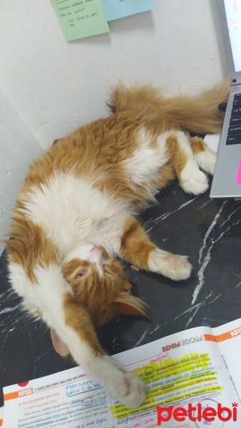 Sarman, Kedi  Tarçın fotoğrafı