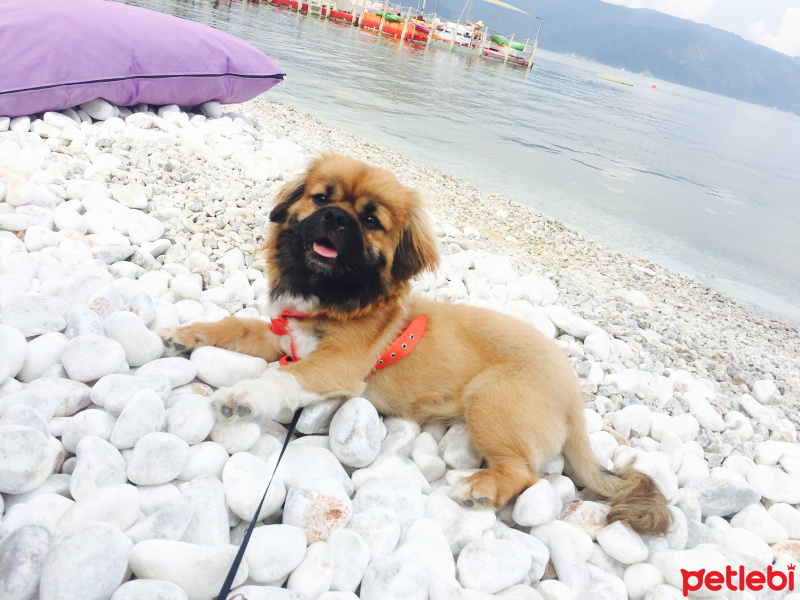 Pekingese, Köpek  Misha fotoğrafı