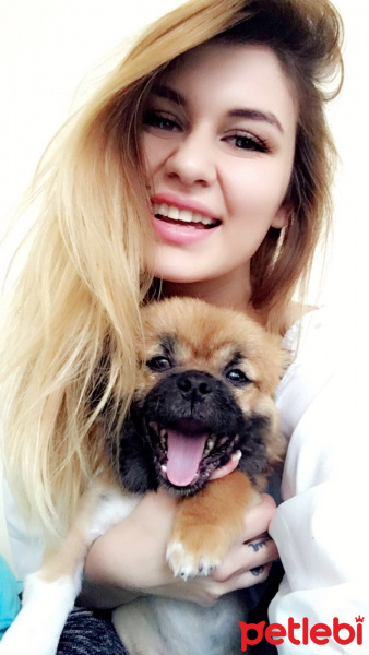 Pekingese, Köpek  Misha fotoğrafı