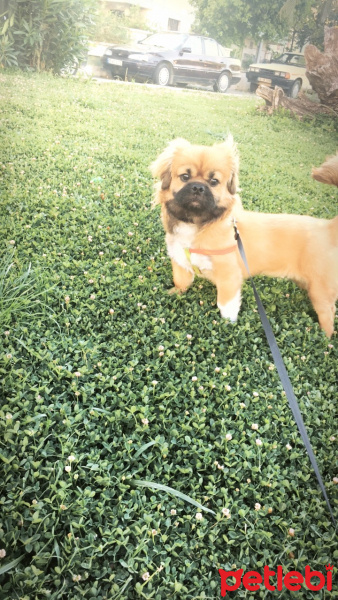 Pekingese, Köpek  Misha fotoğrafı