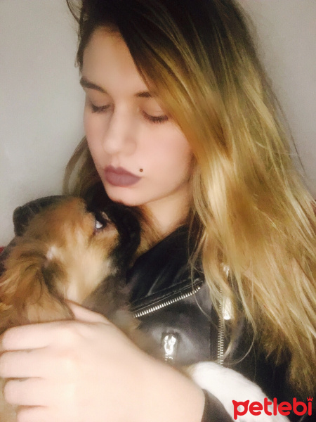 Pekingese, Köpek  Misha fotoğrafı