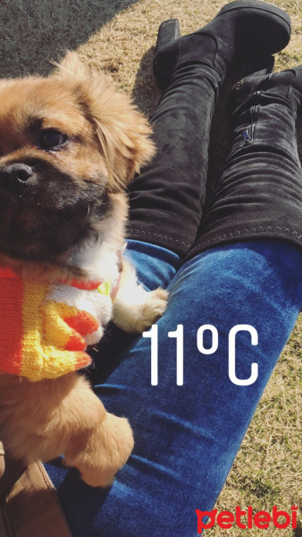 Pekingese, Köpek  Misha fotoğrafı