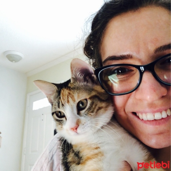 American Shorthair, Kedi  Sushi fotoğrafı
