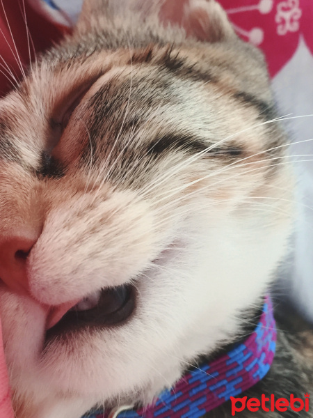 Tekir Kedi, Kedi  Venüs fotoğrafı