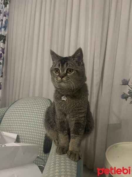 Scottish Fold, Kedi  Mia fotoğrafı