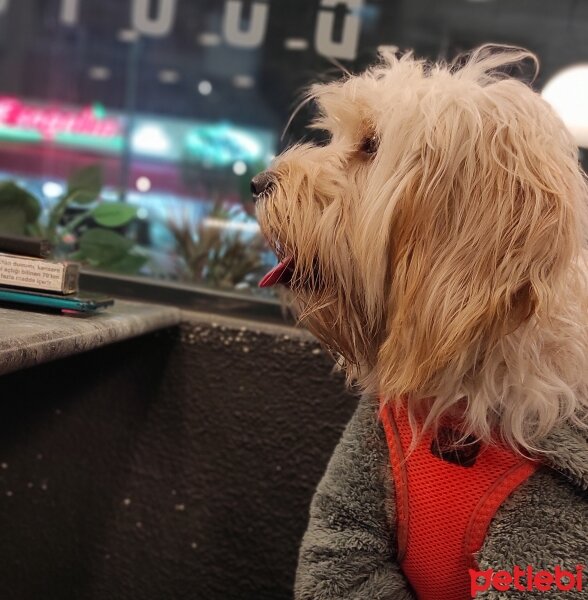 Maltese, Köpek  Paspas fotoğrafı