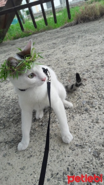 Tekir Kedi, Kedi  Hera fotoğrafı