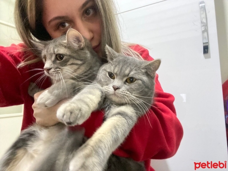British Shorthair, Kedi  mia fotoğrafı