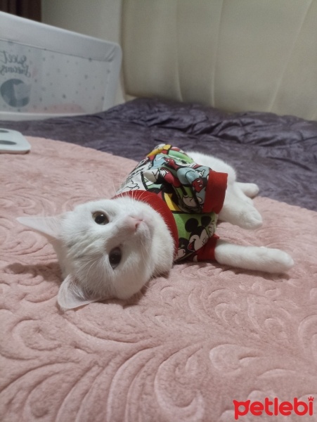 Van Kedisi, Kedi  Sütlaç fotoğrafı