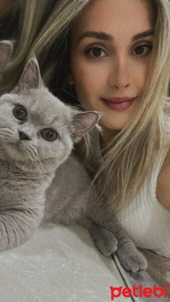 British Shorthair, Kedi  Şila fotoğrafı