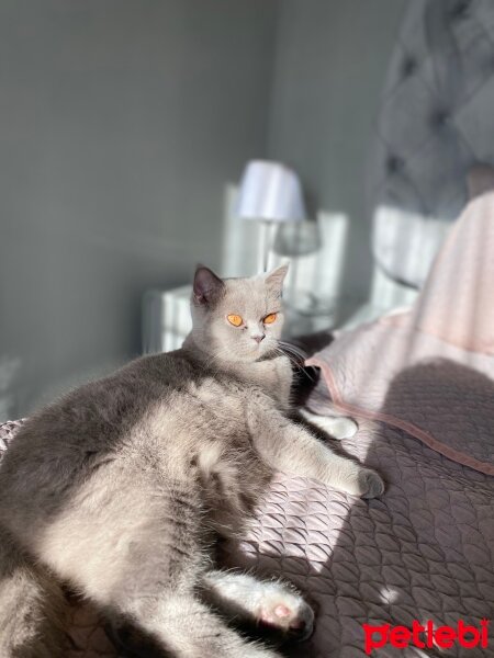 British Shorthair, Kedi  Şila fotoğrafı