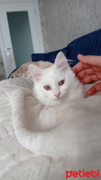 Tekir Kedi, Kedi  Mia fotoğrafı