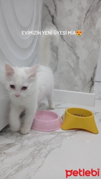Tekir Kedi, Kedi  Mia fotoğrafı