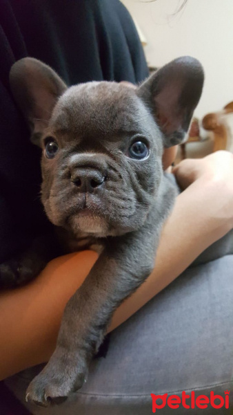 Fransız Bulldog, Köpek  Hector fotoğrafı