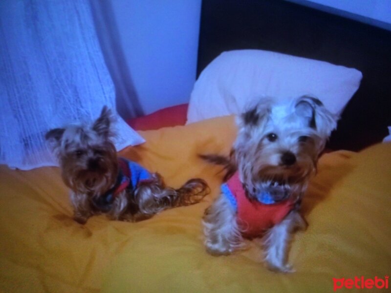 Yorkshire Terrier, Köpek  JESSİE fotoğrafı