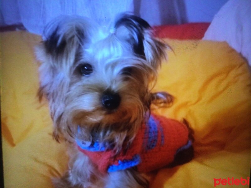 Yorkshire Terrier, Köpek  SHİLE fotoğrafı