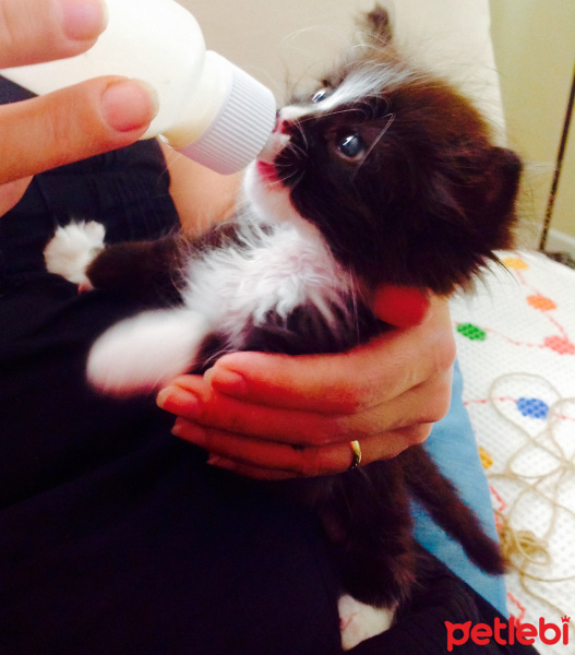 Tuxedo (Smokin) Kedi, Kedi  Kado fotoğrafı