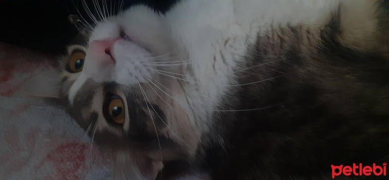 Tekir Kedi, Kedi  Bulut fotoğrafı