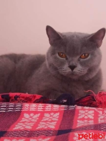 British Shorthair, Kedi  Tarçın fotoğrafı