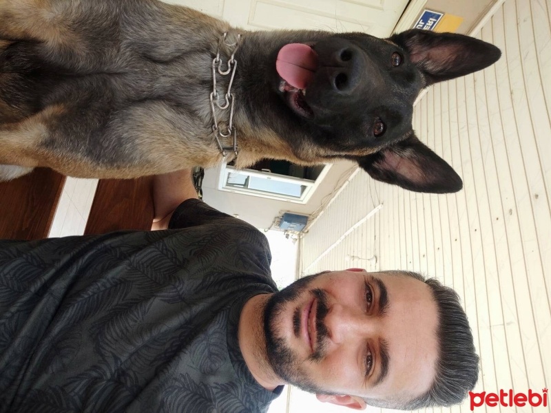 Belçika Malinois, Köpek  Pablo fotoğrafı