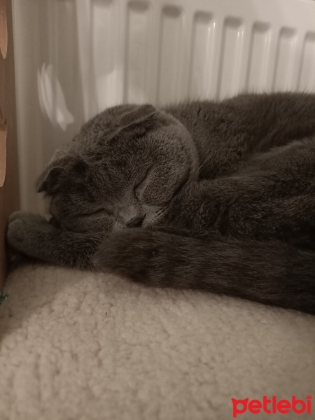 British Shorthair, Kedi  Çakıl fotoğrafı