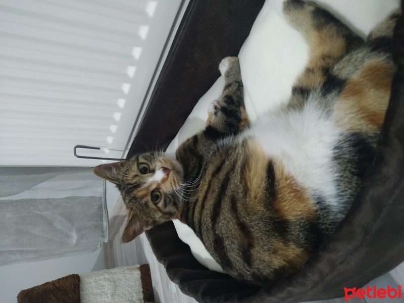 Tekir Kedi, Kedi  Lily fotoğrafı