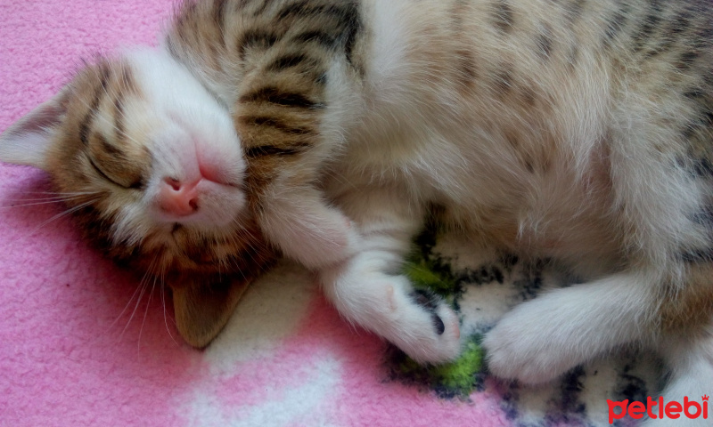Tekir Kedi, Kedi  Pika fotoğrafı