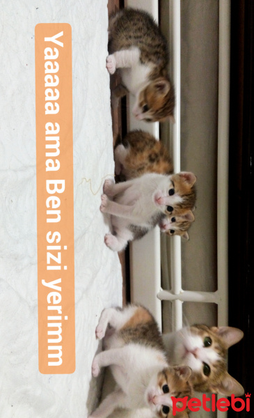 Tekir Kedi, Kedi  Pika fotoğrafı