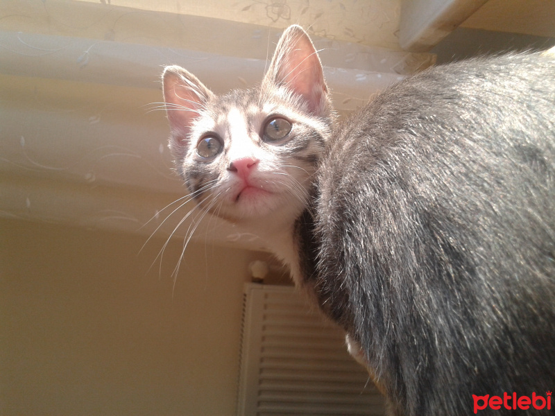 Tekir Kedi, Kedi  Pony fotoğrafı