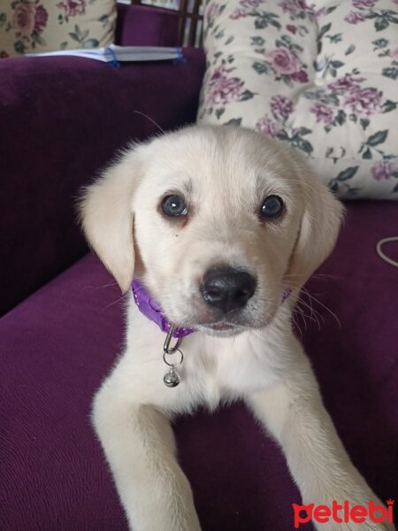 Golden Retriever, Köpek  Latte fotoğrafı