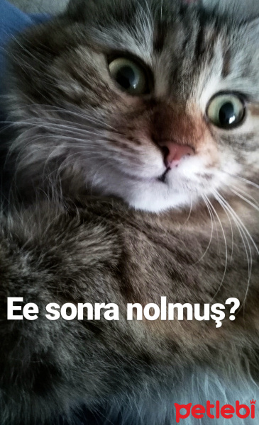 Tekir Kedi, Kedi  Mısır fotoğrafı