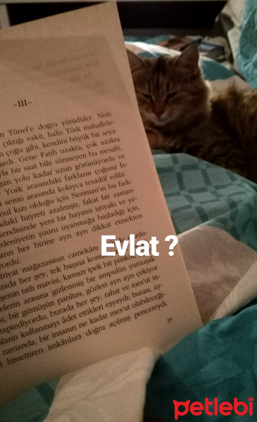 Tekir Kedi, Kedi  Mısır fotoğrafı