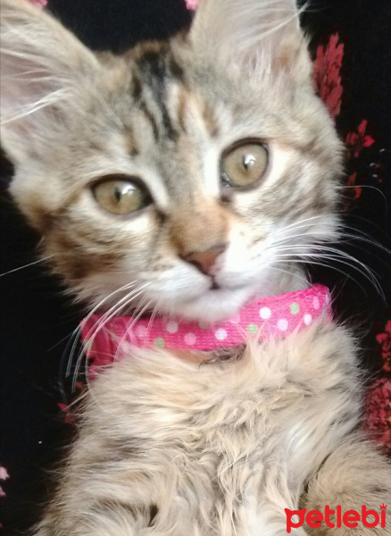 Tekir Kedi, Kedi  Mısır fotoğrafı
