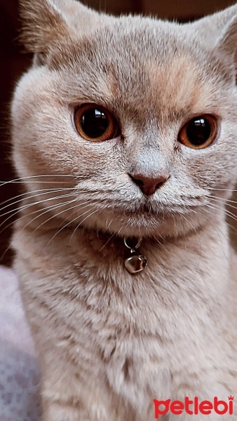 British Shorthair, Kedi  Latte fotoğrafı