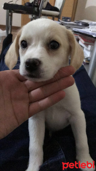 Beagle, Köpek  pablo fotoğrafı