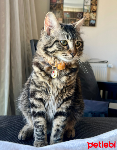 Tekir Kedi, Kedi  Fıstık fotoğrafı