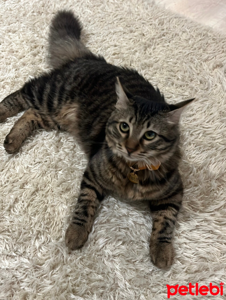 Tekir Kedi, Kedi  Fıstık fotoğrafı