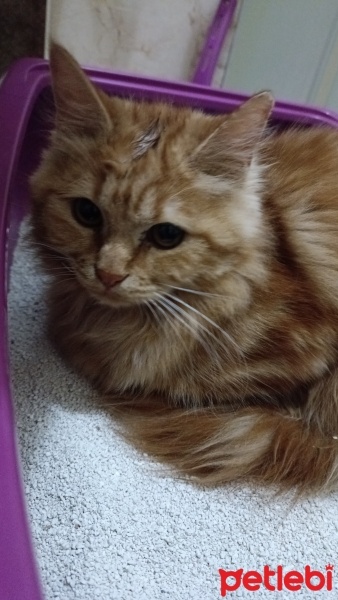 Tekir Kedi, Kedi  tarçın fotoğrafı