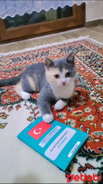 Tekir Kedi, Kedi  Mia fotoğrafı
