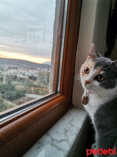 Tekir Kedi, Kedi  Mia fotoğrafı