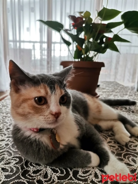 Tekir Kedi, Kedi  Mia fotoğrafı
