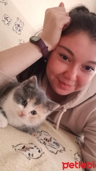 Tekir Kedi, Kedi  Mia fotoğrafı