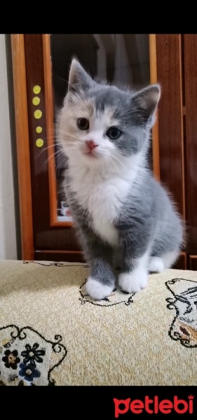 Tekir Kedi, Kedi  Mia fotoğrafı