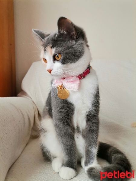 Tekir Kedi, Kedi  Mia fotoğrafı
