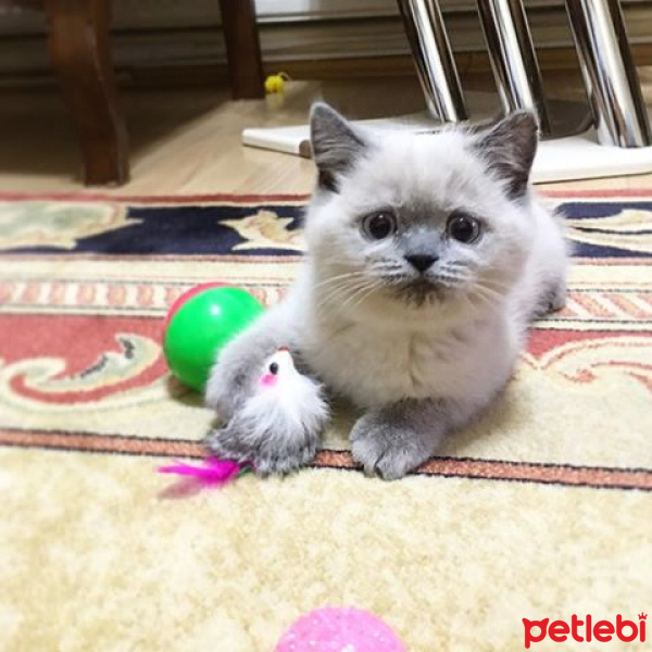 British Shorthair, Kedi  Şans fotoğrafı